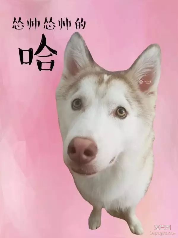 培根，你这么怂对得起你的血统吗？-21.jpeg
