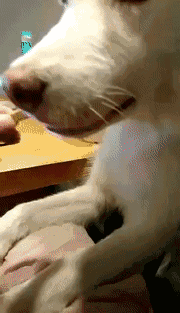 培根，你这么怂对得起你的血统吗？-26.gif