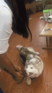 培根，你这么怂对得起你的血统吗？-25.gif