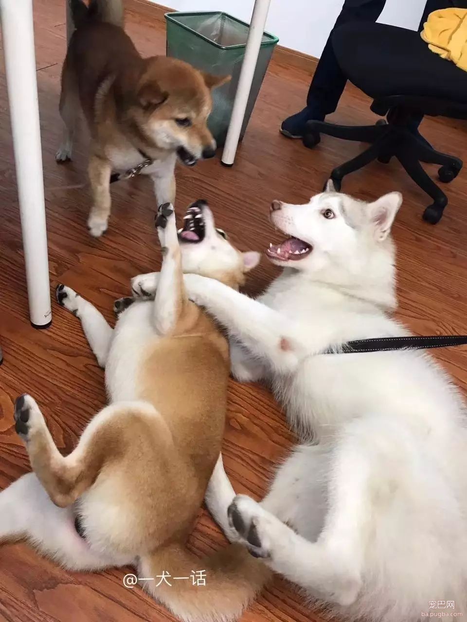 培根，你这么怂对得起你的血统吗？-30.jpeg