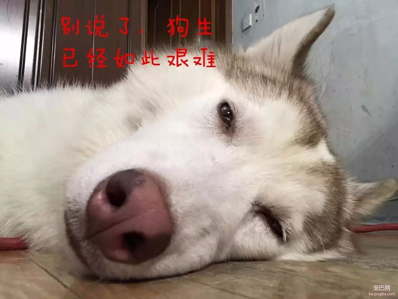 培根，你这么怂对得起你的血统吗？-31.jpeg