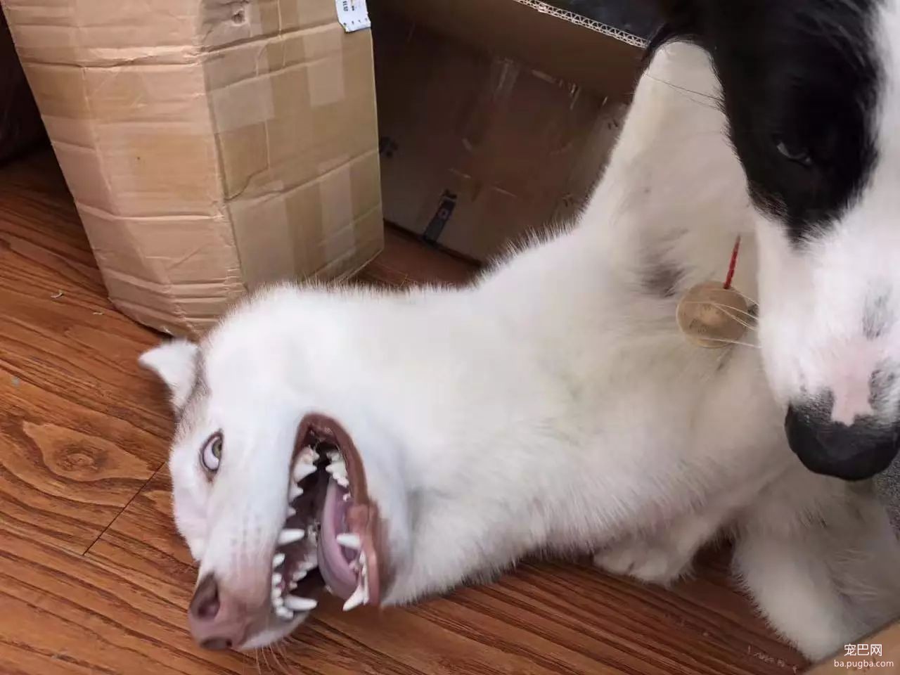 培根，你这么怂对得起你的血统吗？-33.jpeg
