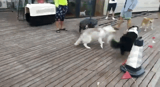 培根，你这么怂对得起你的血统吗？-34.gif
