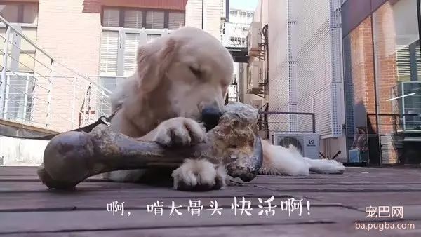 培根，你这么怂对得起你的血统吗？-39.jpeg