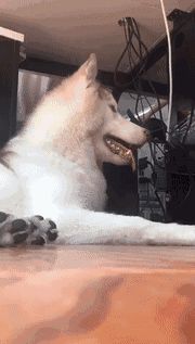 培根，你这么怂对得起你的血统吗？-42.gif