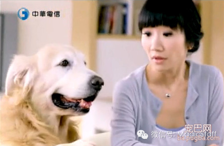 别再小看这些狗狗，它们有的10秒钟可要赚2万-7.png