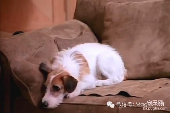 别再小看这些狗狗，它们有的10秒钟可要赚2万-9.png