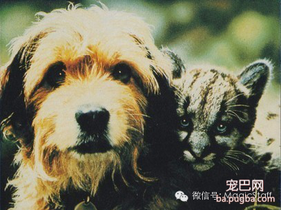 别再小看这些狗狗，它们有的10秒钟可要赚2万-14.png