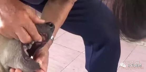 陌生人闯入院中被狗狗吓到，直接拔掉狗狗三颗牙，主人要以暴制暴-2.jpeg