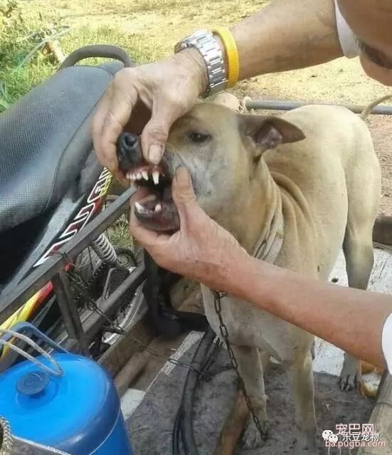 陌生人闯入院中被狗狗吓到，直接拔掉狗狗三颗牙，主人要以暴制暴-3.jpeg