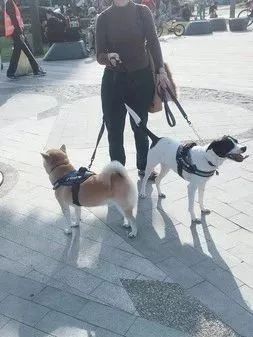遛狗遇小女孩惊叫“我怕狗”，而妈妈的教育真的很让人惊艳！-1.jpeg