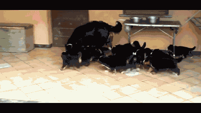 狗狗生育极限，22个狗仔围着狗妈妈，场面太壮观了！-4.gif