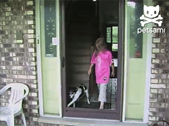 狗狗和玻璃门的爱恨纠葛（是种多么痛的领悟！！-2.gif