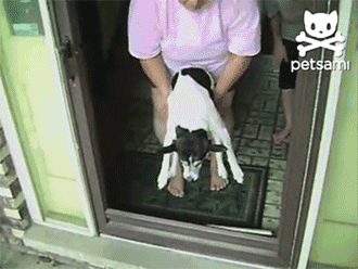 狗狗和玻璃门的爱恨纠葛（是种多么痛的领悟！！-3.gif