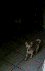 狗狗和玻璃门的爱恨纠葛（是种多么痛的领悟！！-4.gif