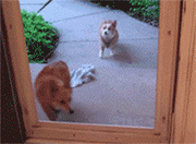 狗狗和玻璃门的爱恨纠葛（是种多么痛的领悟！！-6.gif