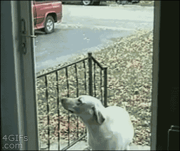 狗狗和玻璃门的爱恨纠葛（是种多么痛的领悟！！-5.gif