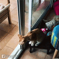 狗狗和玻璃门的爱恨纠葛（是种多么痛的领悟！！-8.gif