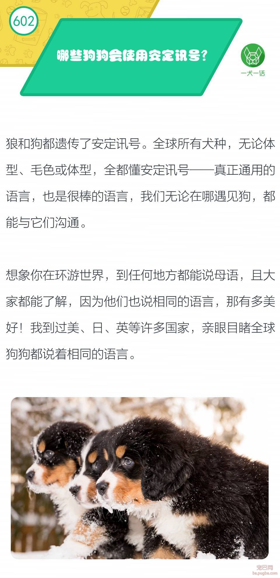 哪些狗狗会使用安定讯号？-1.jpeg