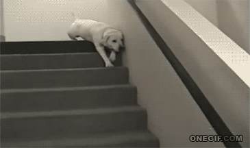 狗狗花式下楼梯，网友：有几张动图看得我蛋好疼-2.gif