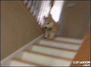 狗狗花式下楼梯，网友：有几张动图看得我蛋好疼-4.gif