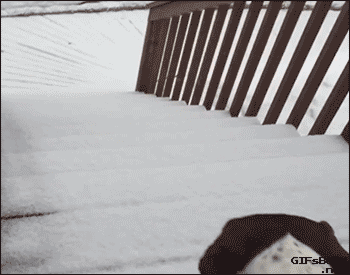 狗狗花式下楼梯，网友：有几张动图看得我蛋好疼-8.gif
