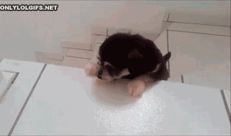 狗狗花式下楼梯，网友：有几张动图看得我蛋好疼-9.gif