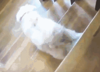 狗狗花式下楼梯，网友：有几张动图看得我蛋好疼-10.gif