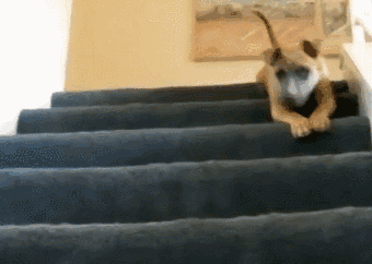 狗狗花式下楼梯，网友：有几张动图看得我蛋好疼-11.gif