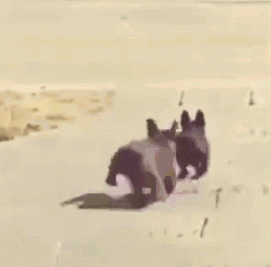 狗狗花式下楼梯，网友：有几张动图看得我蛋好疼-12.gif