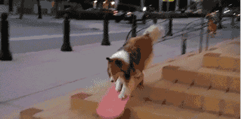 狗狗花式下楼梯，网友：有几张动图看得我蛋好疼-13.gif
