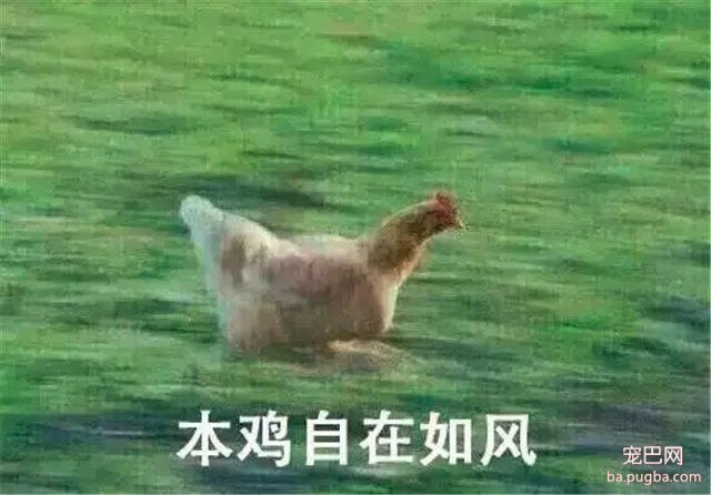 别的狗都在疯狂追鸡，它却给流浪鸡当奶爸，暖到不行-6.jpg