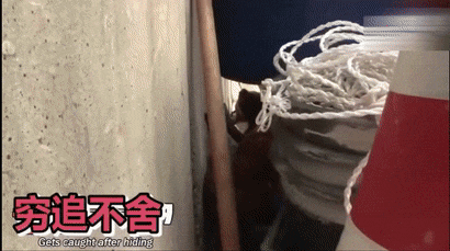 别的狗都在疯狂追鸡，它却给流浪鸡当奶爸，暖到不行-7.gif