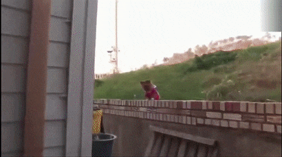 别的狗都在疯狂追鸡，它却给流浪鸡当奶爸，暖到不行-8.gif