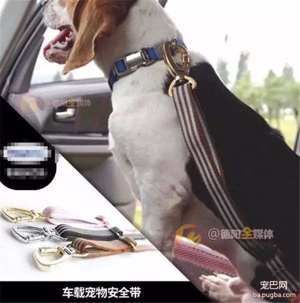 狗狗捣乱致车祸 德阳女司机后悔表示……-6.jpeg