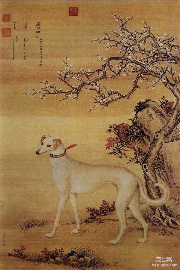 郎世宁笔下的乾隆10大爱犬，现“每只”价值千万！-1.jpeg
