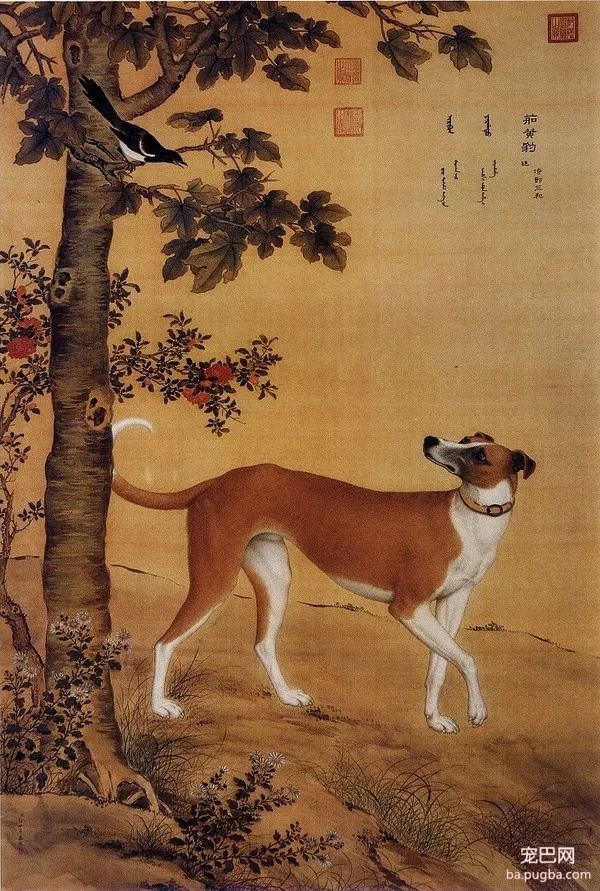 郎世宁笔下的乾隆10大爱犬，现“每只”价值千万！-6.jpeg