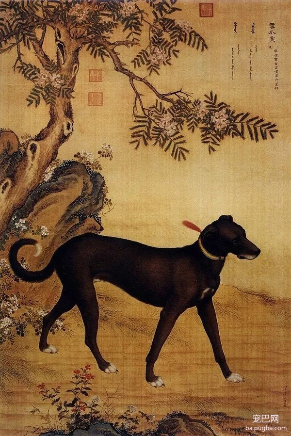 郎世宁笔下的乾隆10大爱犬，现“每只”价值千万！-7.jpeg