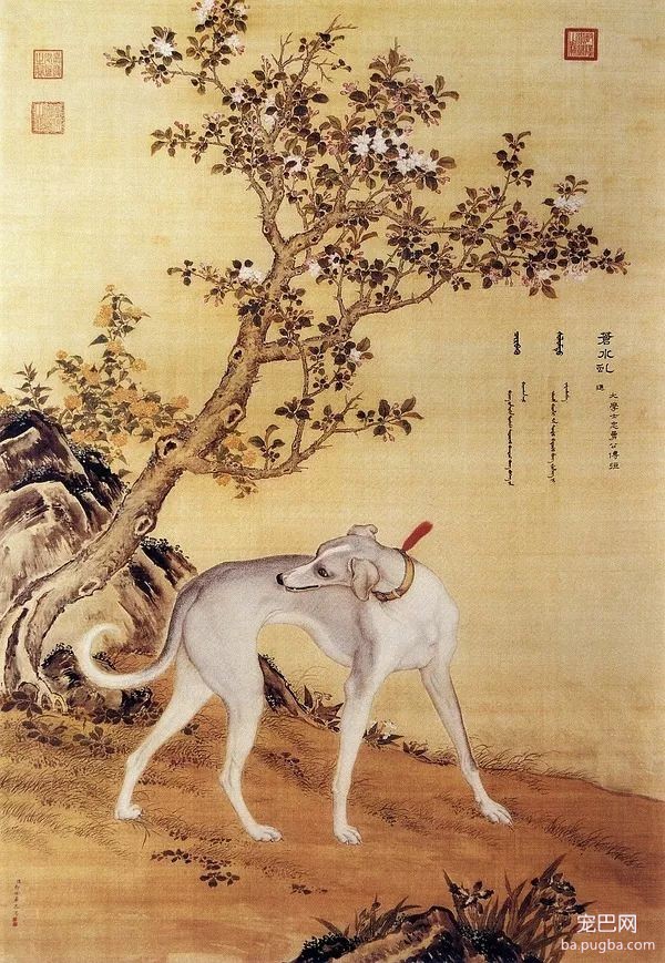 郎世宁笔下的乾隆10大爱犬，现“每只”价值千万！-4.jpeg