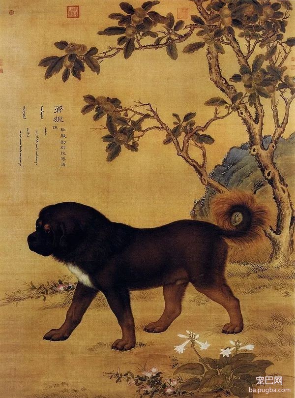 郎世宁笔下的乾隆10大爱犬，现“每只”价值千万！-10.jpeg