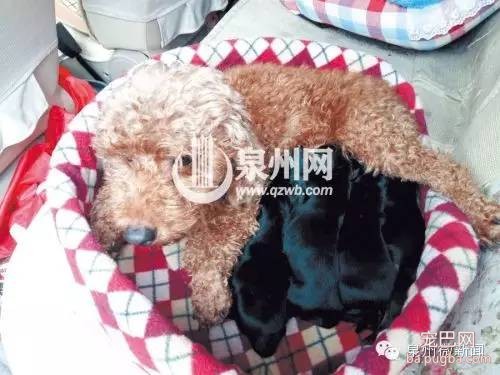 超级狗妈 14小时产下18条小杜宾-3.jpeg