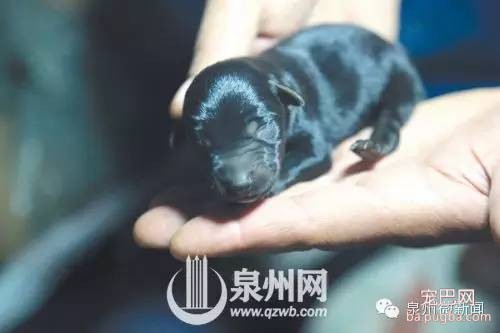 超级狗妈 14小时产下18条小杜宾-1.jpeg