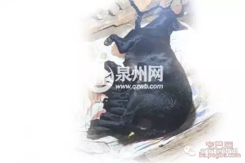 超级狗妈 14小时产下18条小杜宾-2.jpeg