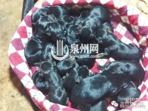 超级狗妈 14小时产下18条小杜宾-5.jpeg