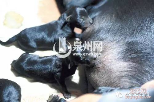 超级狗妈 14小时产下18条小杜宾-4.jpeg