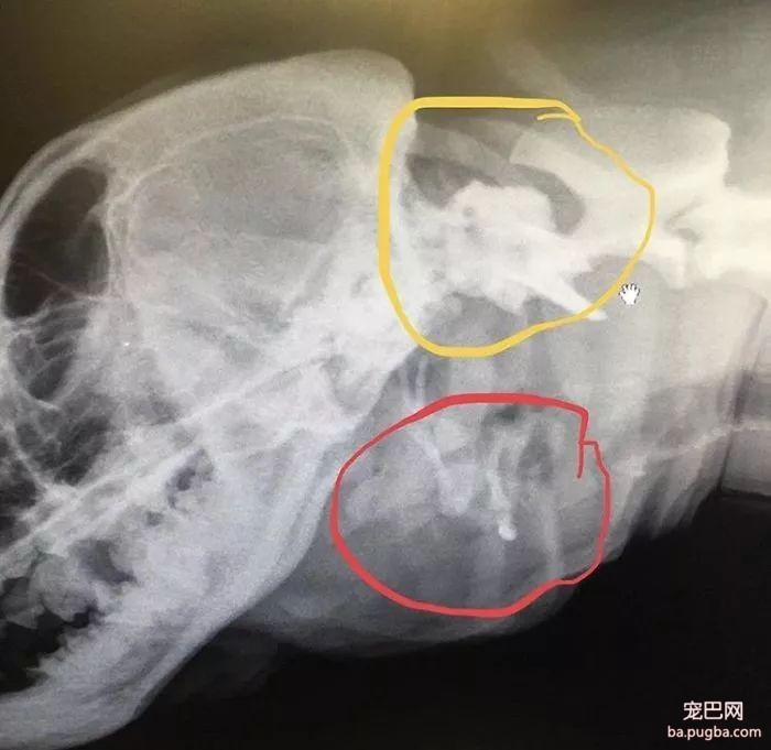 这只狗长了两张嘴，一只藏在耳朵里，会流口水，还得刷牙...-6.jpeg