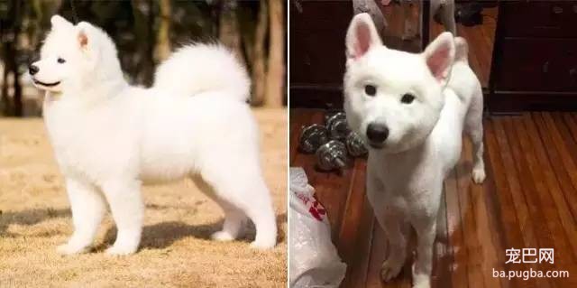 狗狗剃毛前后对比，哪一只让你没认出来？-7.jpeg