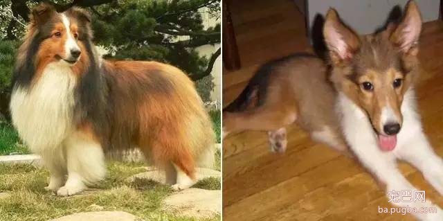 狗狗剃毛前后对比，哪一只让你没认出来？-10.jpeg