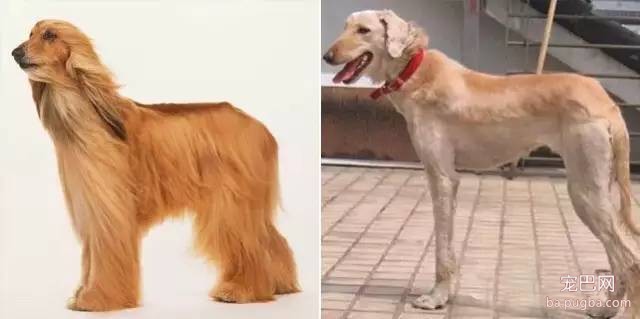 狗狗剃毛前后对比，哪一只让你没认出来？-5.jpeg