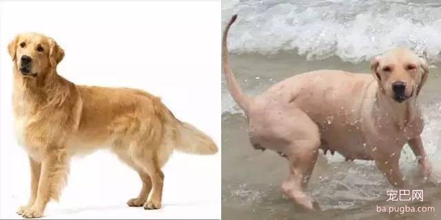 狗狗剃毛前后对比，哪一只让你没认出来？-8.jpeg